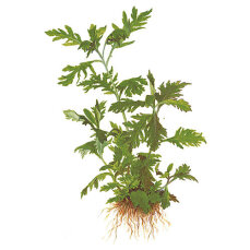 Hygrophila difformis (Indischer Wasserstern) im Bund