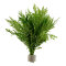 Hygrophila difformis (Indischer Wasserstern) im Bund