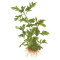 Hygrophila difformis (Indischer Wasserstern) im Bund