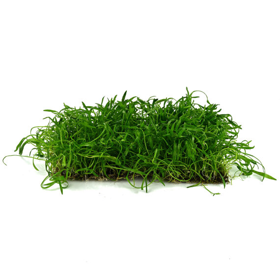 Neuseelandgras Matte 30 x 20 cm - Bodenpflanze für Aquarien