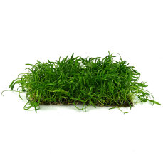 Neuseelandgras Matte 30 x 20 cm - Bodenpflanze für...