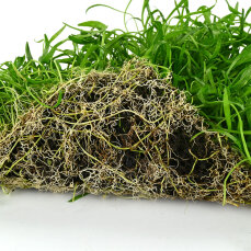 Neuseelandgras Matte 30 x 20 cm - Bodenpflanze für...
