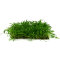 Neuseelandgras Matte 30 x 20 cm - Bodenpflanze für Aquarien