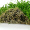 Neuseelandgras Matte 30 x 20 cm - Bodenpflanze für Aquarien