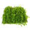Micranthemum Monte Carlo Perlenkraut auf Gitter 16 x 11 cm