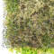Micranthemum Monte Carlo Perlenkraut auf Gitter 16 x 11 cm