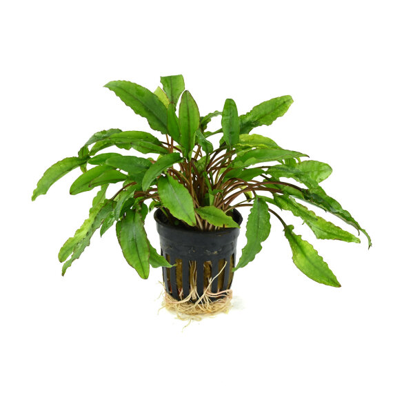 Cryptocoryne wendtii green gecko
