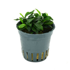 Anubias barteri var. nana Pangolino kleinste Zwerganubias