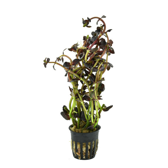 Salzmanns Fettblatt Bacopa salzmannii Purple spektakuläre Farbzüchtung