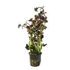 Salzmanns Fettblatt Bacopa salzmannii Purple...