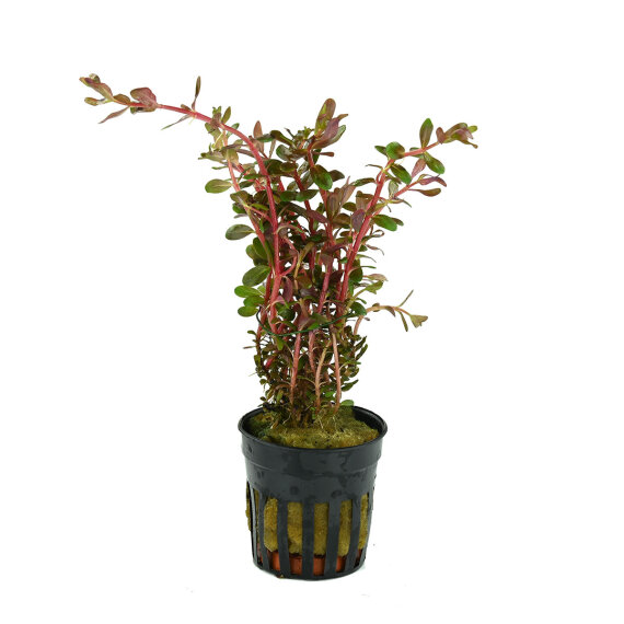 Rotala rotundifolia Blood Red Zuchtform farbintensive Variante