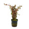 Rotala rotundifolia Blood Red Zuchtform farbintensive Variante