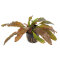 Echinodorus Red Diamond - Rote Aquarienpflanze