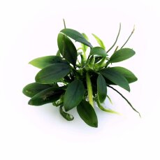 Anubias barteri var. nana Pangolino