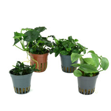 Anubias Pflanzenset - 4 Aufsitzerpflanzen
