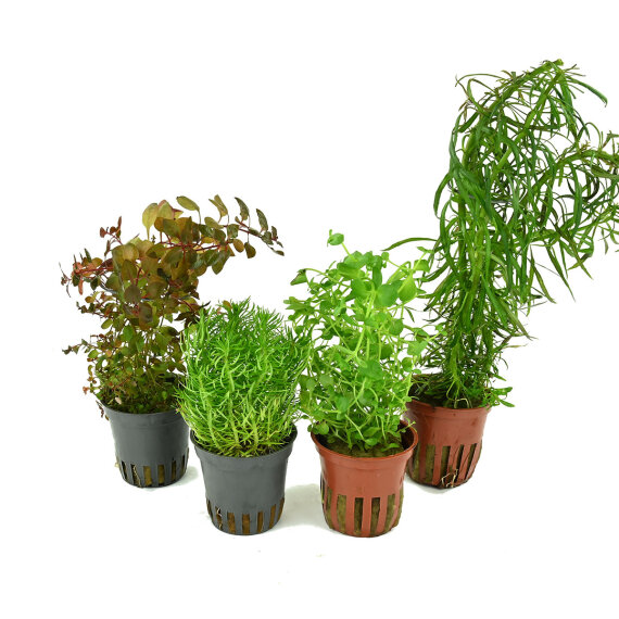 Stängelpflanzen-Set, 4 seltene Pflanzen fürs Aquarium