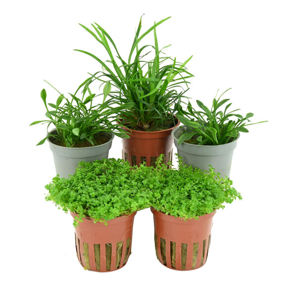 Bodendecker-Set - Teppich fürs Aquarium (5 Pflanzen)