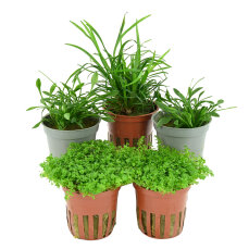 Bodendecker-Set - Teppich fürs Aquarium (5 Pflanzen)