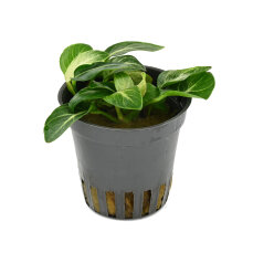 Anubias Barteri var. nana Stardust