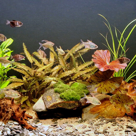 Naturfluss-Layout - Pflanzenset für 100 - 120 Liter