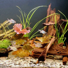 Naturfluss-Layout - Pflanzenset für 100 - 120 Liter