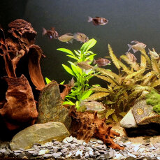 Naturfluss-Layout - Pflanzenset für 100 - 120 Liter