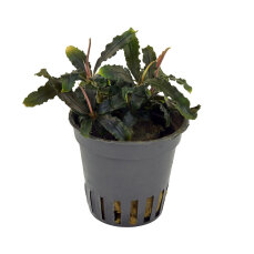 Bucephalandra sp. ´Mini Red´