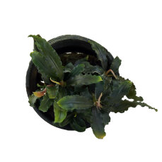 Bucephalandra sp. ´Mini Red´