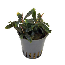 Bucephalandra sp. ´Mini Red´