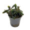 Bucephalandra sp. ´Mini Red´
