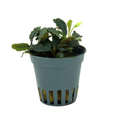 Bucephalandra sp. ´Blue Green´
