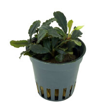 Bucephalandra sp. ´Blue Green´