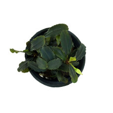 Bucephalandra sp. ´Blue Green´