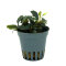 Bucephalandra sp. ´Blue Green´