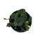 Bucephalandra sp. ´Blue Green´