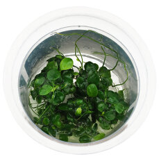 Anubias barteri MINI Coin - kleine, runde Blätter...