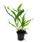 Microsorum mini - kleinwüchsiger Javafarn