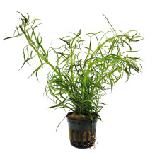 Eusteralis stellata "strong"