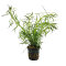 Eusteralis stellata "strong"