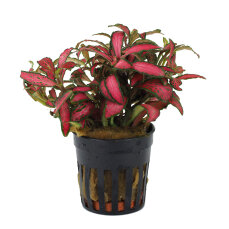 Fittonia "Forrest Flame" - früher...