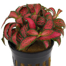 Fittonia "Forrest Flame" - früher Mosaikpflanze / Silbernetzblatt