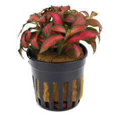 Fittonia "Forrest Flame" - früher Mosaikpflanze / Silbernetzblatt