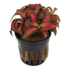 Fittonia "Forrest Flame" - früher Mosaikpflanze / Silbernetzblatt