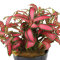 Fittonia "Forrest Flame" - früher Mosaikpflanze / Silbernetzblatt