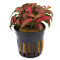 Fittonia "Forrest Flame" - früher Mosaikpflanze / Silbernetzblatt