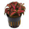 Fittonia "Forrest Flame" - früher Mosaikpflanze / Silbernetzblatt