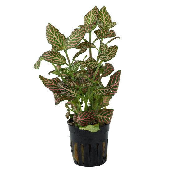 Fittonia "mini red" - Nervenpflanze für Terrarien
