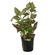 Fittonia "mini red" - Nervenpflanze für...