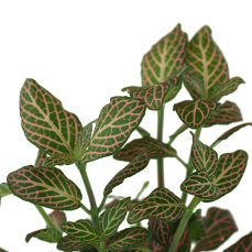 Fittonia "mini red" - Nervenpflanze für...
