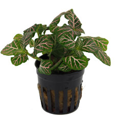 Fittonia "mini red" - Nervenpflanze für Terrarien